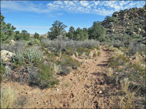 South Oak Creek Trail