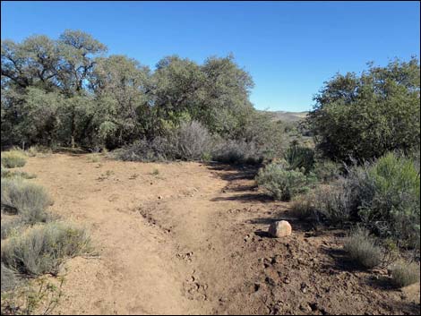 South Oak Creek Trail