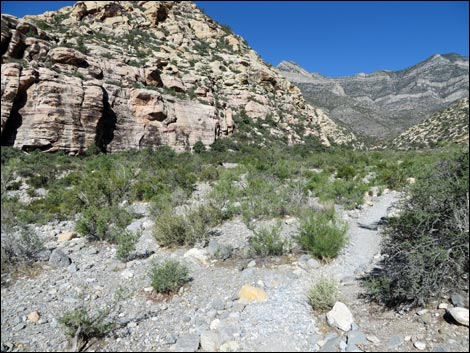 Petroglyph Wall Trail