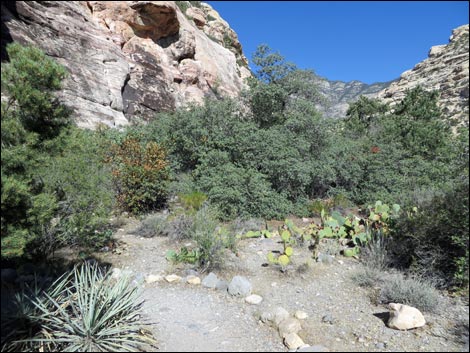 Petroglyph Wall Trail