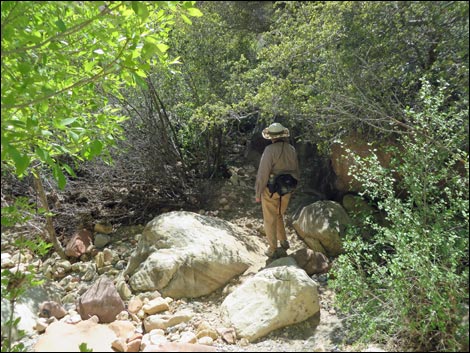 Pine Creek Trail