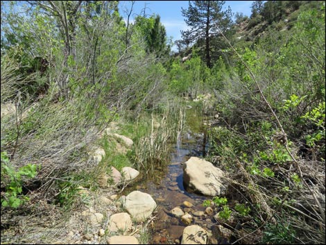 Pine Creek Trail