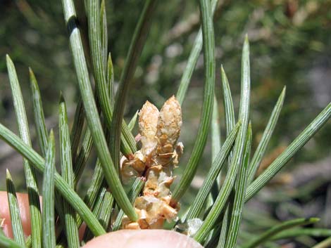 pinyon pine