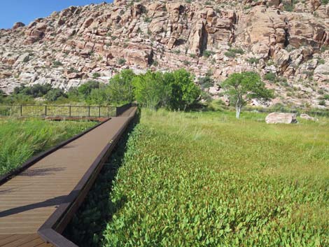 Red Spring Boardwalk