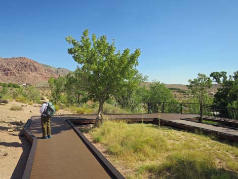 Red Spring Boardwalk