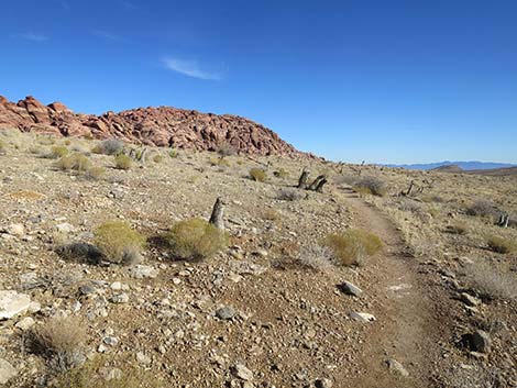 Ride Share Deluxe Loop Trail