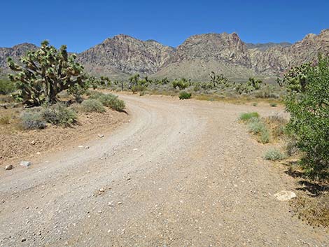 Lone Grapevine Road