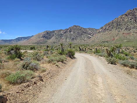 Lone Grapevine Road