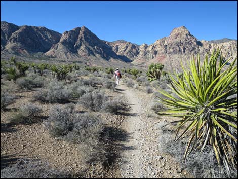 Cottonwood Valley Springs Loop Trail