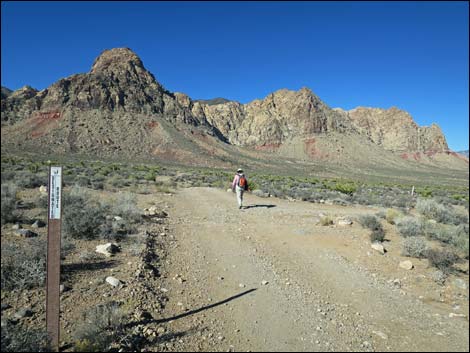 Cottonwood Valley Springs Loop Trail