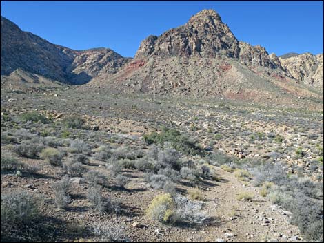 Cottonwood Valley Springs Loop Trail