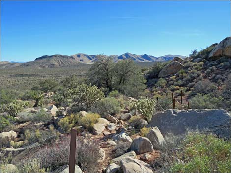 Cottonwood Valley Springs Loop Trail