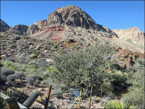 Cottonwood Valley Springs Loop Trail