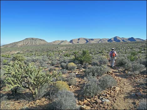 Cottonwood Valley Springs Loop Trail