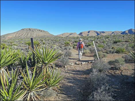 Cottonwood Valley Springs Loop Trail