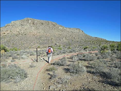 Cottonwood Valley Springs Loop Trail