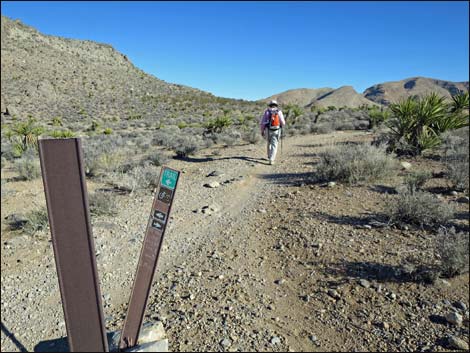 Cottonwood Valley Springs Loop Trail