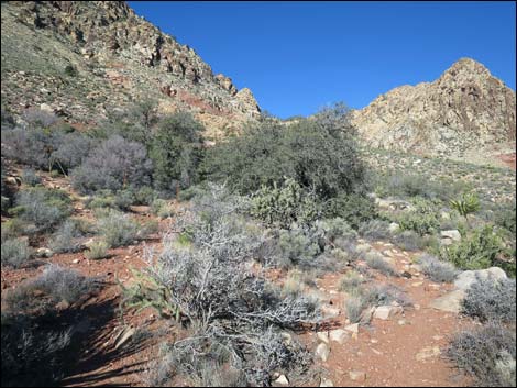 Two Springs Loop Trail