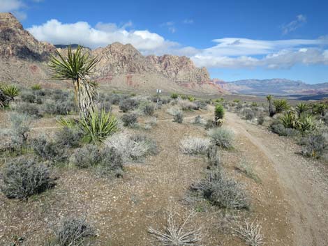 Two Springs Loop Trail