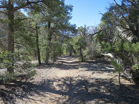 White Rock Loop Trail