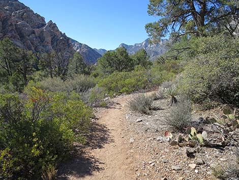 White Rock Loop Trail