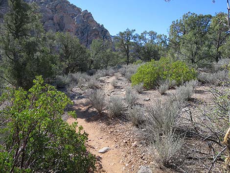 White Rock Loop Trail