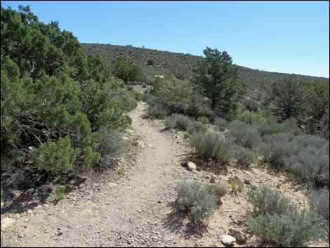 White Rock Loop Trail