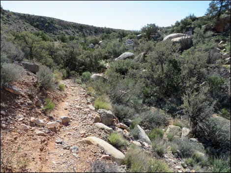 White Rock Loop Trail