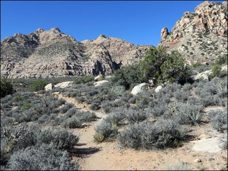 White Rock Loop Trail