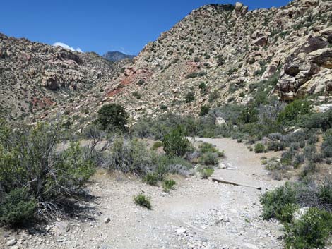 White Rock Spring Trail