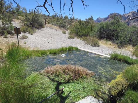 White Rock Spring