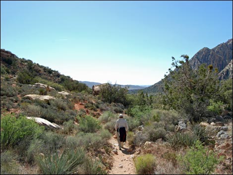 Willow Springs Loop