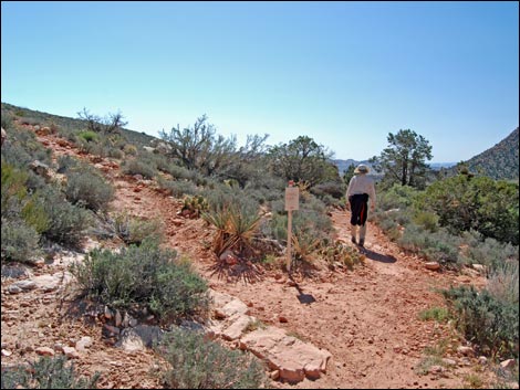 Willow Springs Loop