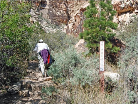 Willow Springs Loop