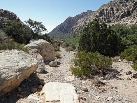 Willow Springs Loop Trail