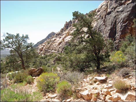 Escarpment Trail