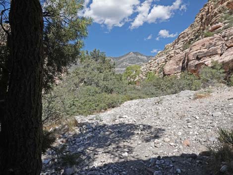 Willow Springs Loop Trail