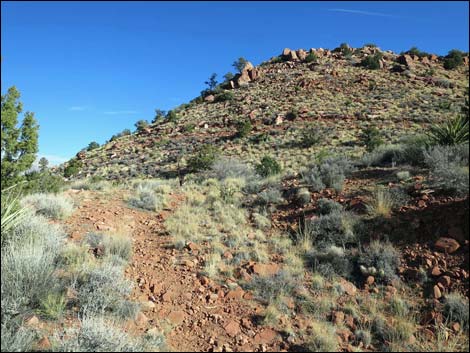 Wilson's Pimple Peak Trail