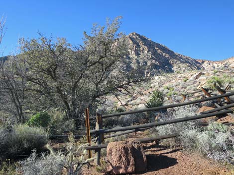 Wooden Fence Spring Trail