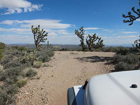 Pine Spring Road