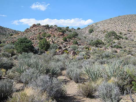 Pine Spring Road, South Fork