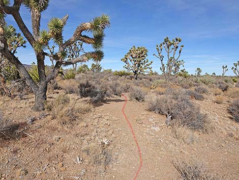 Spirit of Wilderness Trail