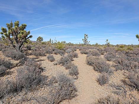 El Dorado Wagon Road Trail