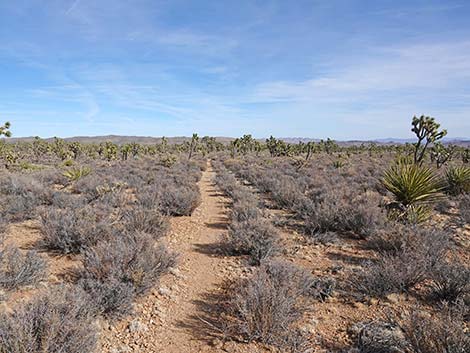 El Dorado Wagon Road Trail