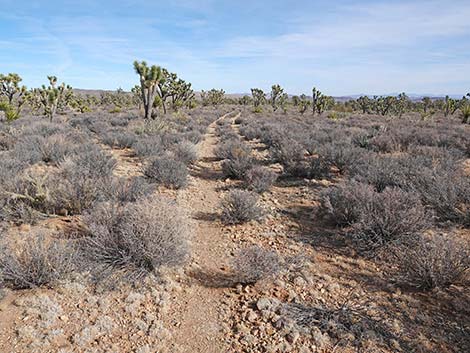 El Dorado Wagon Road Trail