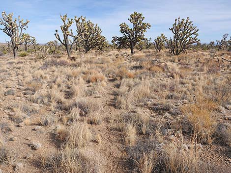 El Dorado Wagon Road Trail