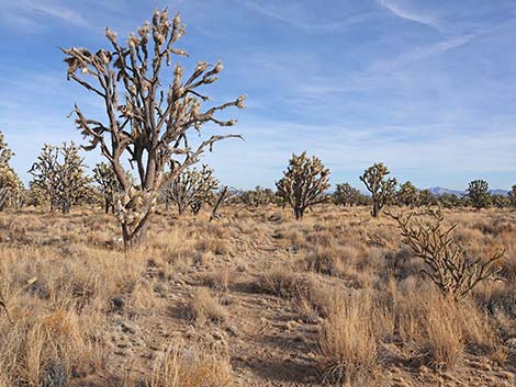 El Dorado Wagon Road Trail