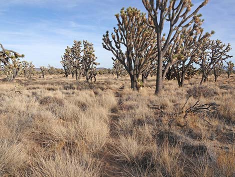 El Dorado Wagon Road Trail