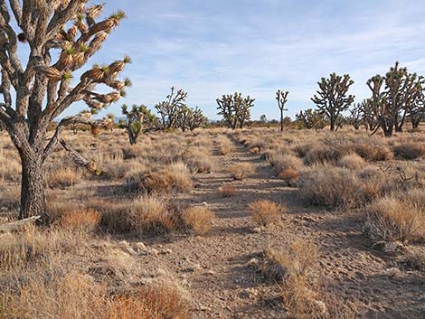 El Dorado Wagon Road Trail