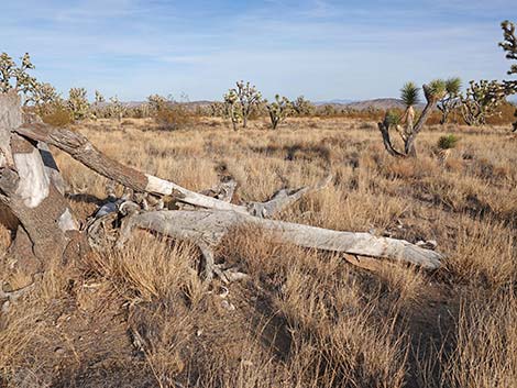 El Dorado Wagon Road Trail